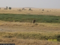 638 aus dem grünzeug kommt der könig des jungels, der könig aller tiere